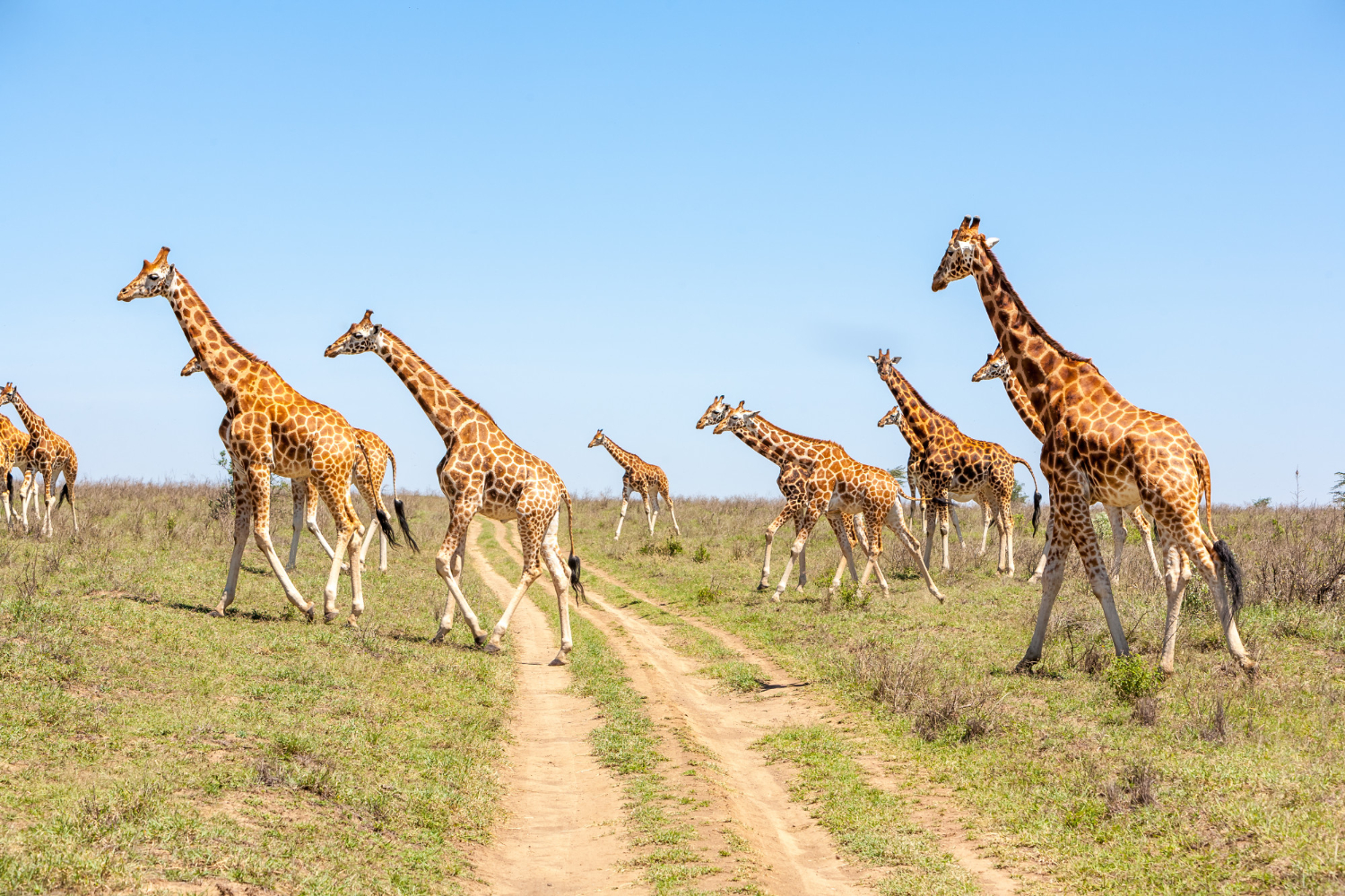 Leisure Travel Services (Tours)